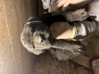 Dişi cane corso baba şecereli yavrular