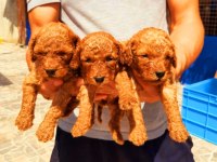 Efsane Toy poodle yavrularımız