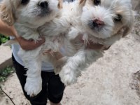 2 aylık malta terrier cinsi 2 erkek