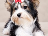 Yorkshire terrier teacup biewer
