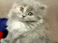British shorthair ve longhair yavrular