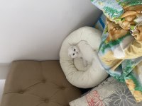 Beyaz scottish fold