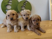 Toy Poodle Yavruları Manisa