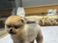 Pomeranian Köpeğimiz Yeni Yuvalarını bekliyor