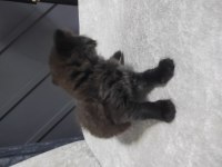 Cins kedimiz british shorthair