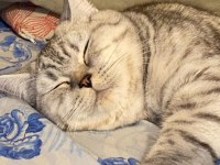 British Shorthair Kedisi