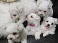 Maltese Terrier Yavrularımız Canlı Görerek Alabilirsiniz