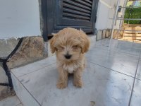 Maltipoo bebek 2 aylık köpekler