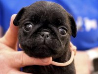 Pug Safkan
