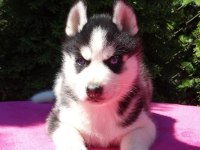 HUSKY SİBİRYA YAVRULARI