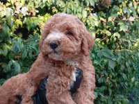 IRK VE SAĞLIK GARANTİLİ POODLE BEBEKLERİMİZ