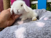 Irk ve sağlık garantili hollanda lop tavşanı bebekler