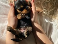 Minicik kızımın yorkshire terrier kızları
