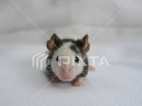 Panda mice
