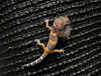 Leopard gecko