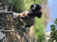 Şirin Yavru Köpekler Sahiplendirilecektir