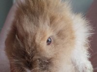 Aslan Yele (Lionhead) Tavşan