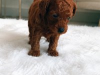 Toy Poodle Köpeğimiz