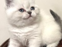 Exotic shorthair 45 günlük