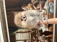 POMERANİAN BOO ORANGE ERKEK