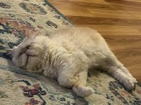 Çiftleştirme İlanıdır exotic shorthair