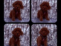 Toy poodle yavrular