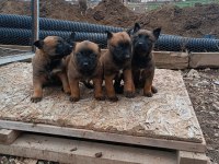 Minik Pirana Gibi Belçika Kurdu Yavrularım