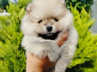 Pomeranian yavruları