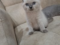 British shorthair erkek bebek