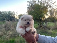 50 günlük ayı sürat pomeranian