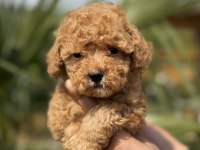 TOY POODLE YAVRULARIMIZ