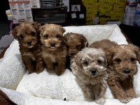 KOYU KAHVE MALTİPOO CİNSİ IRK VE SAĞLIK GARANTİLİ