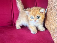 SAFKAN BRITISIH SHORTHAİR GOLDEN BEBEKLER