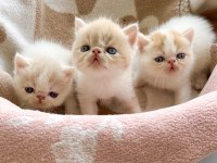 Safkan Şecereli Exotic Shorthair yavru