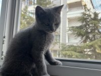 3 aylık british shorthair erkek yavrumuza yuva arıyoruz