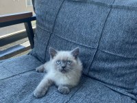 British Shorthair Blue Point Bebekler