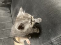 8 Haftalık tatlılar scottish fold