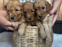 bebeklerimiz yeni yuvalarını arıyor toy poodle
