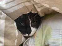 9 Aylık scottish fold Oğlum yuva arıyor