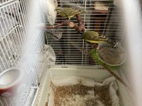 Mozambik green finch