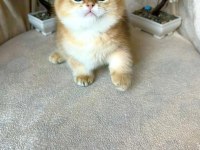 British shorthair golden ny11 kardeş