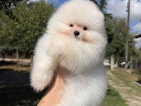 SHOW KALİTE ÜST DÜZEY MUHTEŞEM KÜRK POMERANİAN BOO