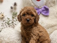 Birinci sınıf poodle bebekler