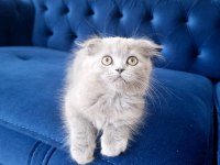 Scottish Fold Şov Kalite