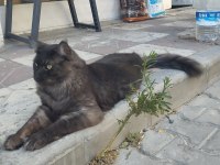 18 aylık safkan çipli erkek maine coon