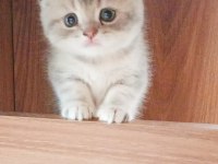 ENFES BRİTİSH SCOTTİSH SİLVER GOLDEN VE BLUEPOİNT