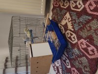 SHOW JUMBO RAİNBOW MUHABBET KUŞU