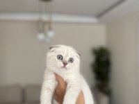 SCOTTISH FOLD SILVER YAVRULARIM 