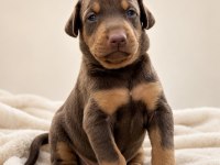 Anatomi Harikası Doberman Yavrular
