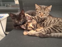 ACİL YUVA KEDİMİZE